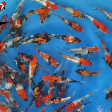 [Suzusei] Showa Ginrin size 12-15cm (kiện 40pcs)