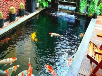 Thiết kế hồ cá koi mini trong nhà