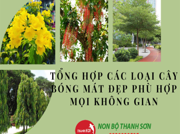 Tổng hợp các loại cây bóng mát đẹp phù hợp mọi không gian