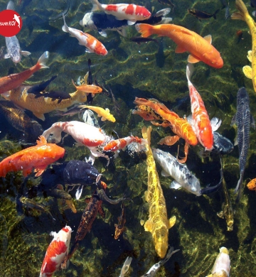 Bảng Báo Giá Bán Cá Koi: Hành Trình Tạo Nên Giá Trị Thẩm Mỹ và Phong Thủy