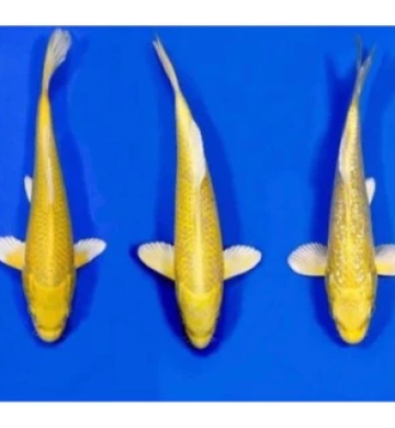 [Marudo] Yamabuki size 12-15cm (kiện 120pcs)