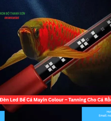 Cách Chọn Đèn Led Bể Cá Mayin Colour – Tanning Cho Cá Rồng Phù Hợp