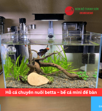 Hồ cá chuyên nuôi betta – bể cá mini để bàn