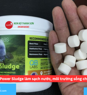 Vi sinh Power Sludge làm sạch nước, môi trường sống cho cá Koi