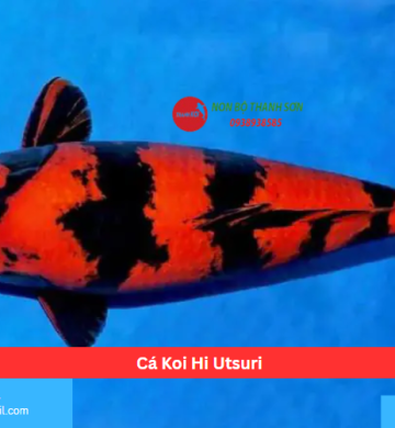 Cá Koi Hi Utsuri