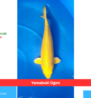 Yamabuki Ogon