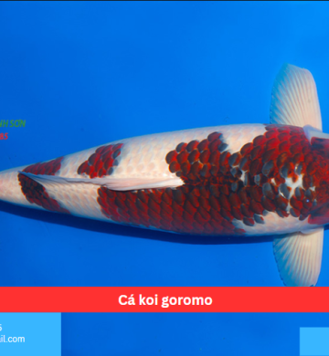 Cá koi goromo