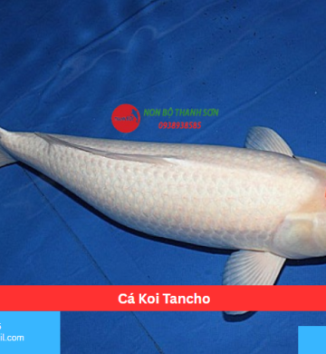 Cá Koi Tancho