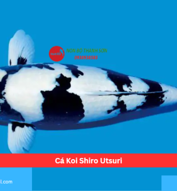 Cá Koi Shiro Utsuri