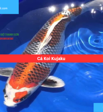 Cá Koi Kujaku