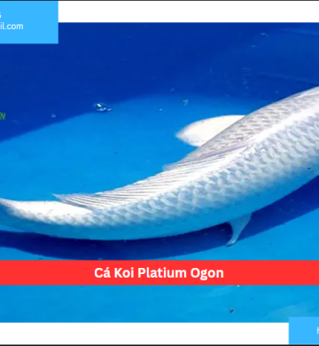 Cá Koi Platium Ogon
