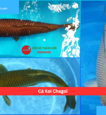 Cá Koi Chagoi