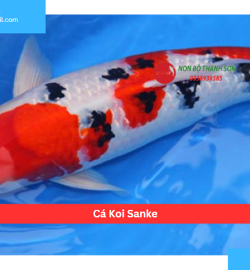Cá Koi Sanke