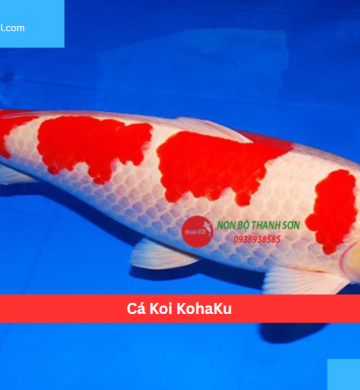 Cá Koi KohaKu