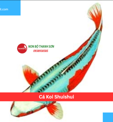 Cá Koi Shuishui