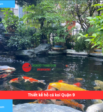 Thiết kế hồ cá koi Quận 9