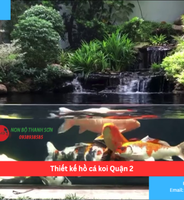 Thiết kế hồ cá koi Quận 2