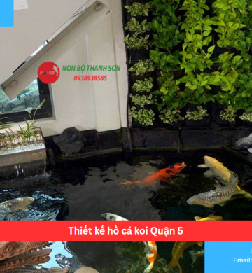 Thiết kế hồ cá koi Quận 5