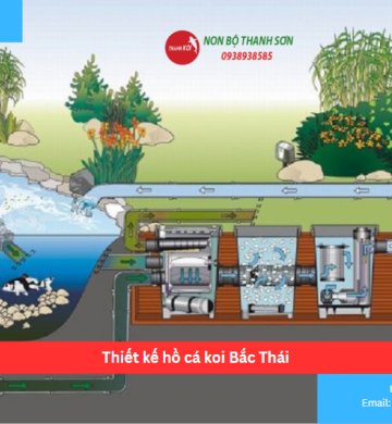 Thiết kế hồ cá koi Bắc Thái
