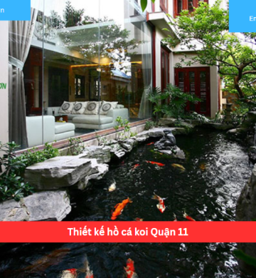 Thiết kế hồ cá koi Quận 11