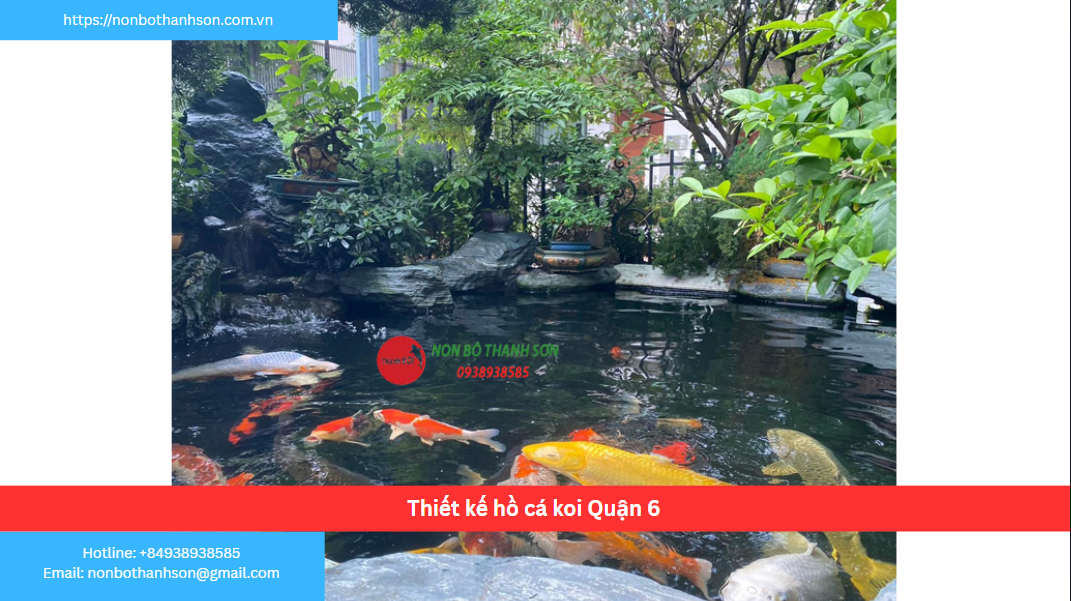 Quận 6 – Vị trí lý tưởng để kiến tạo hồ cá Koi
