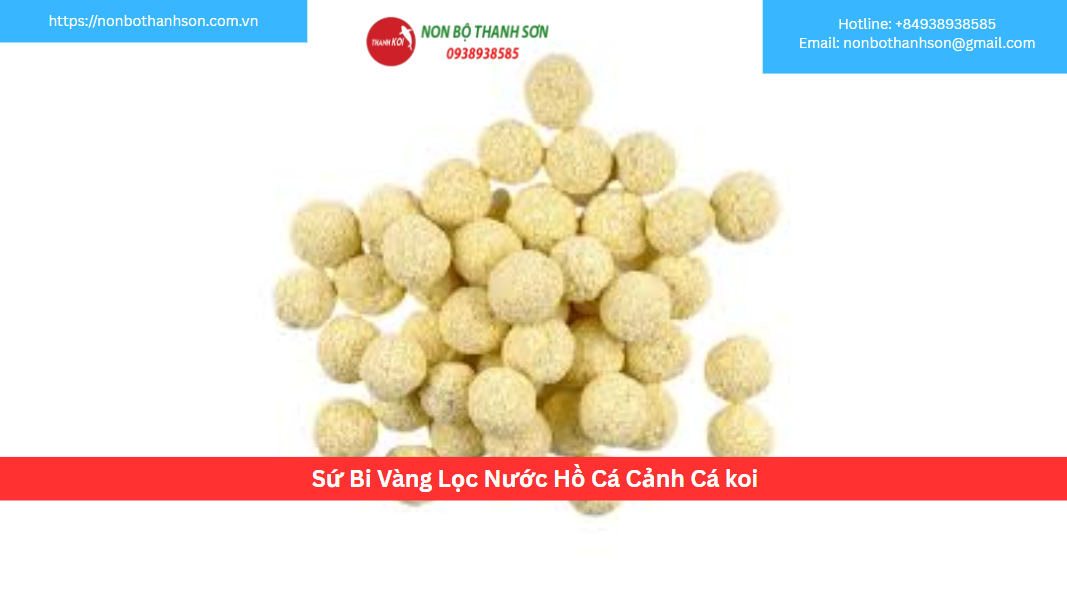 Sứ Bi Vàng – Giải Pháp Lọc Nước “2 Trong 1” Cho Hồ Cá Cảnh, Cá Koi