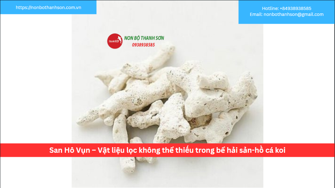 San Hô Vụn – Nền Tảng Vững Chắc Cho Môi Trường Nước Lý Tưởng