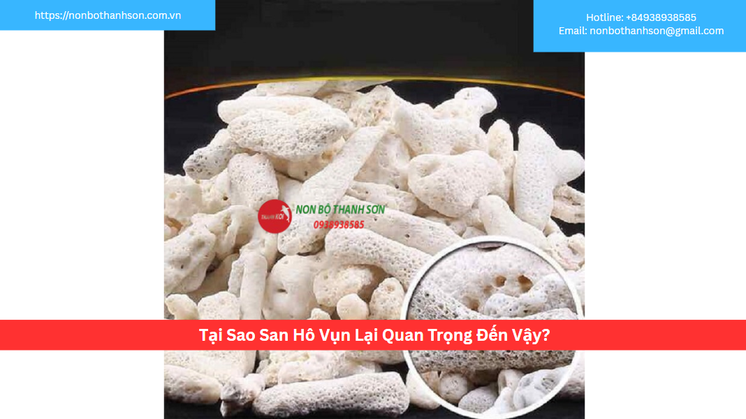 Tại Sao San Hô Vụn Lại Quan Trọng Đến Vậy?