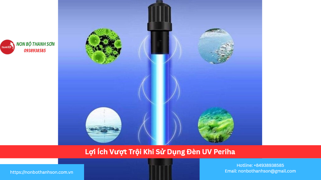 Lợi Ích To Lớn Cho Hệ Sinh Thái Hồ Koi