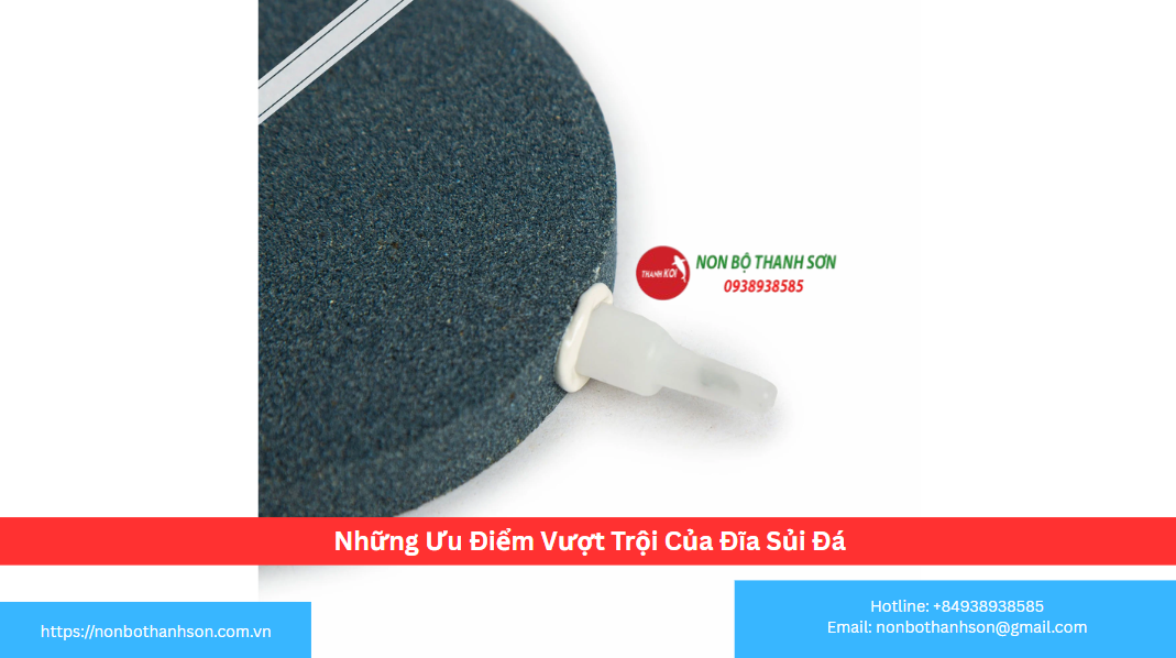 Những Ưu Điểm Vượt Trội Của Đĩa Sủi Đá 15cm