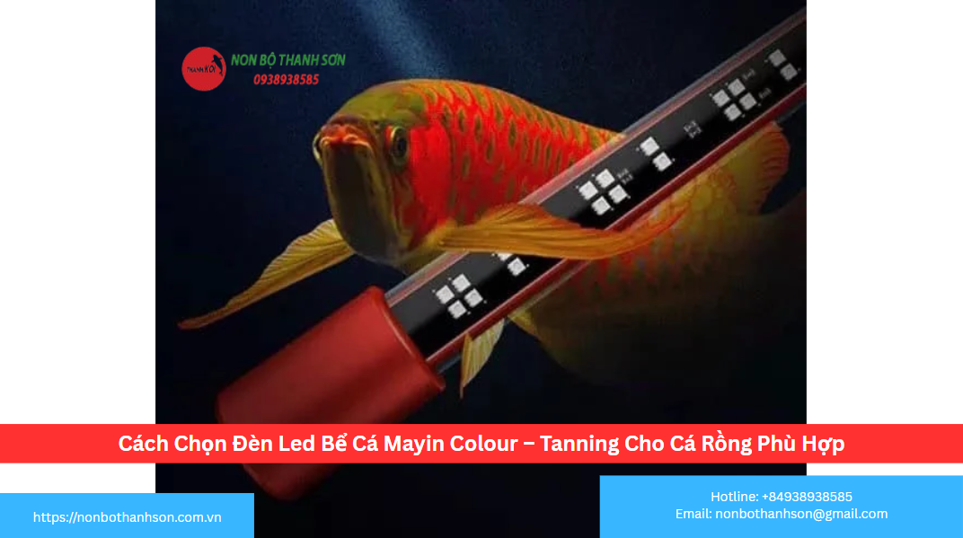 Cẩm Nang Chọn Đèn Led Mayin Colour – Tanning Cho Cá Rồng Lên Màu Tối Ưu