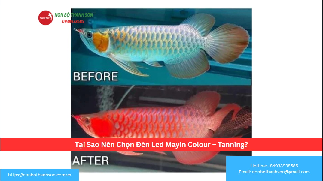 Tại Sao Nên Chọn Đèn Led Mayin Colour – Tanning?