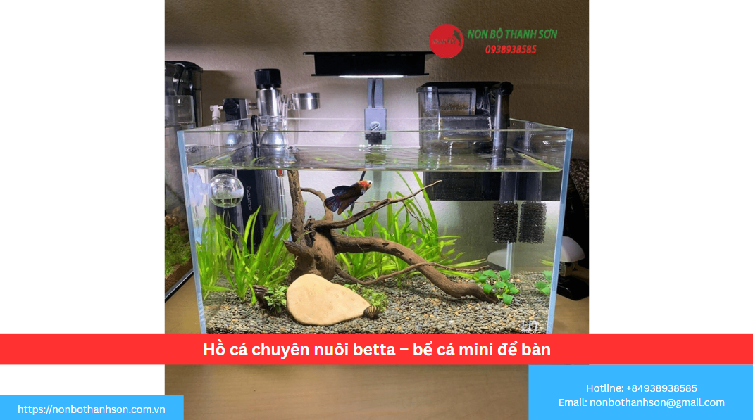 Hồ Cá Betta Mini Để Bàn: Mang Cả Thiên Nhiên Sống Động Vào Không Gian Của Bạn