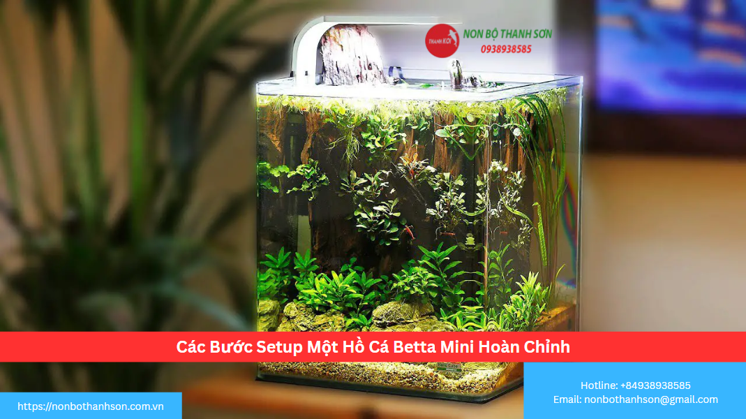 Các Bước Setup Một Hồ Cá Betta Mini Hoàn Chỉnh