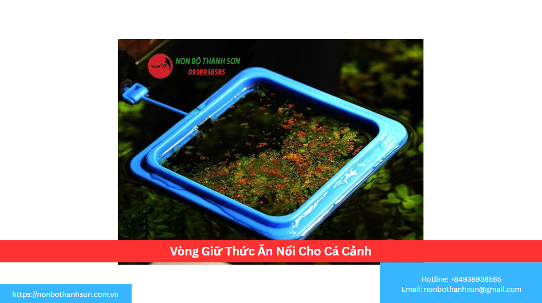 Vòng Giữ Thức Ăn Nổi: Phụ Kiện Nhỏ, Lợi Ích Lớn Cho Bể Cá Của Bạn