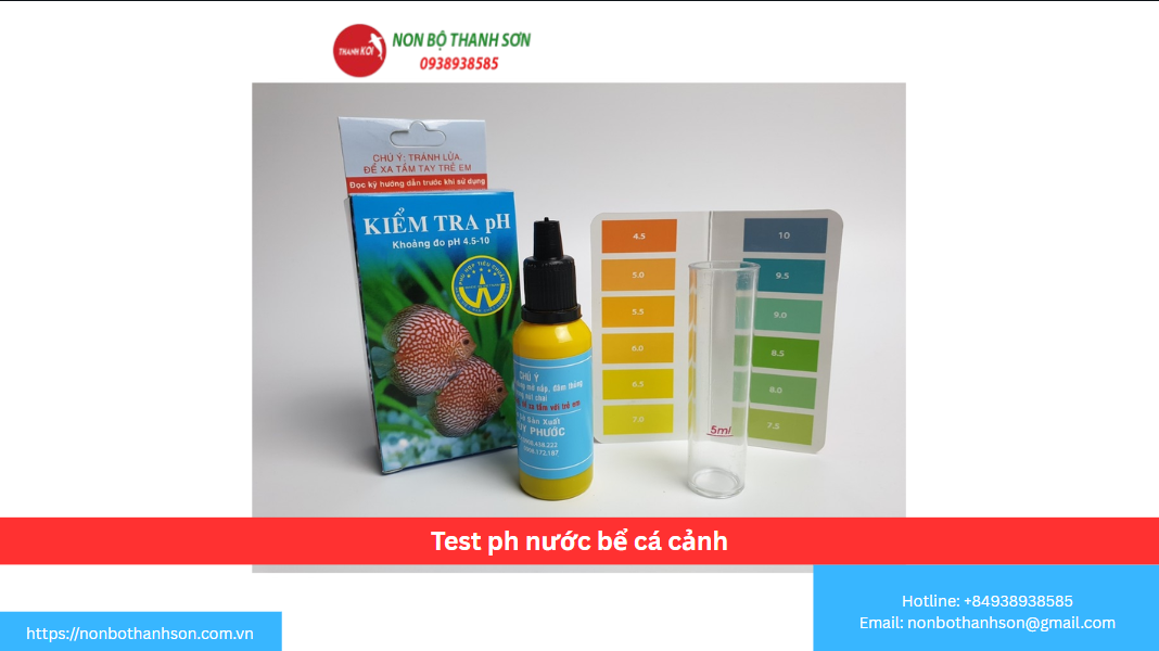 Test pH Nước Bể Cá: Chìa Khóa Vàng Cho Một Môi Trường Nước Ổn Định