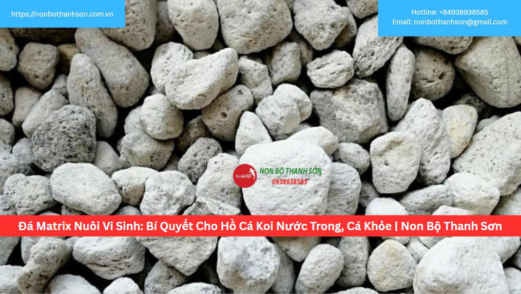 Đá Matrix Nuôi Vi Sinh: Bí Quyết Cho Hồ Cá Koi Nước Trong, Cá Khỏe | Non Bộ Thanh Sơn