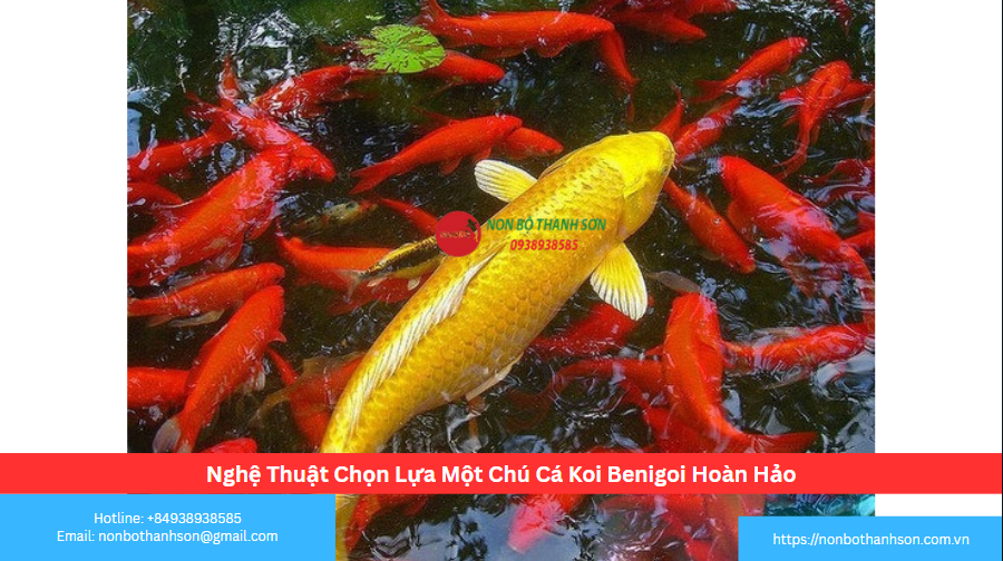 Nghệ Thuật Chọn Lựa Một Chú Cá Koi Benigoi Hoàn Hảo