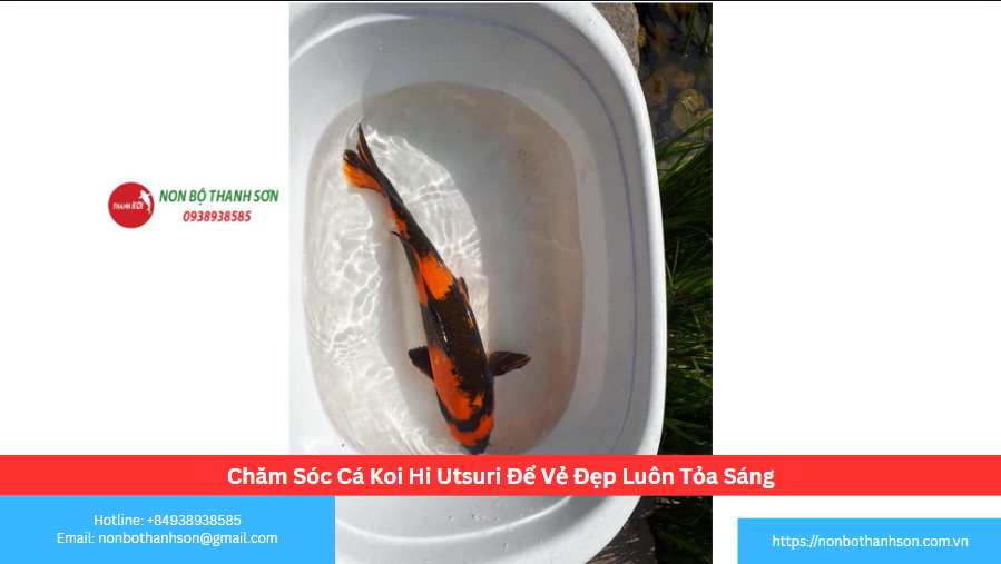 Chăm Sóc Cá Koi Hi Utsuri Để Vẻ Đẹp Luôn Tỏa Sáng