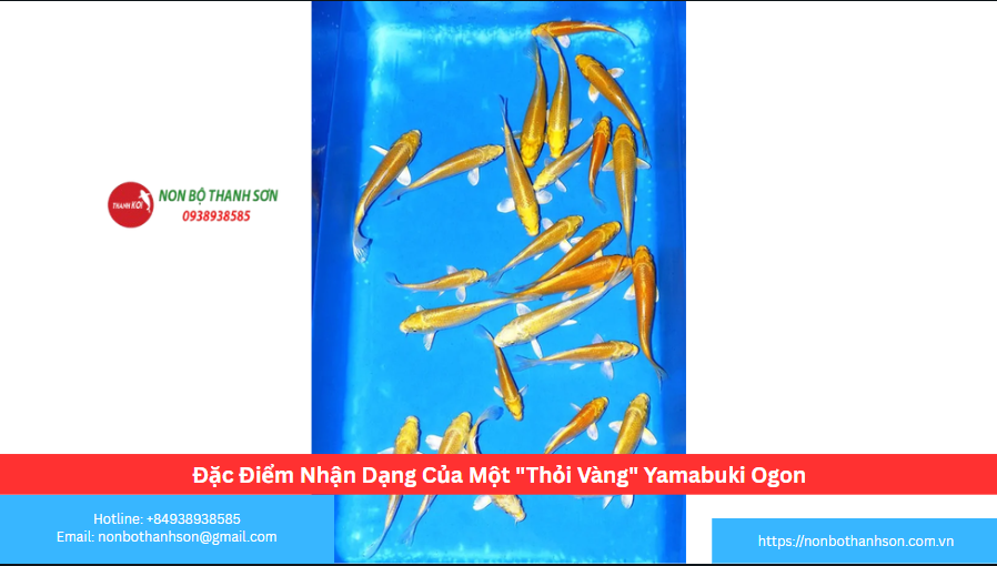 Đặc Điểm Nhận Dạng Của Một "Thỏi Vàng" Yamabuki Ogon