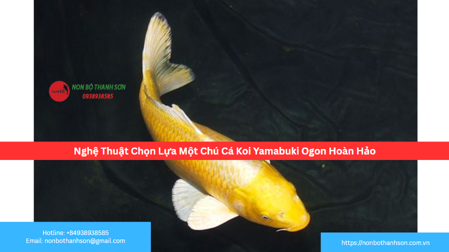 Nghệ Thuật Chọn Lựa Một Chú Cá Koi Yamabuki Ogon Hoàn Hảo