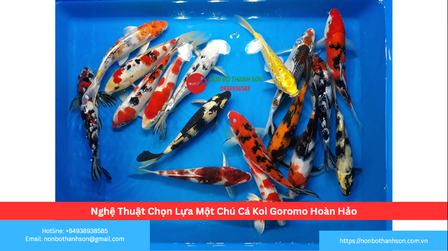 Nghệ Thuật Chọn Lựa Một Chú Cá Koi Goromo Hoàn Hảo
