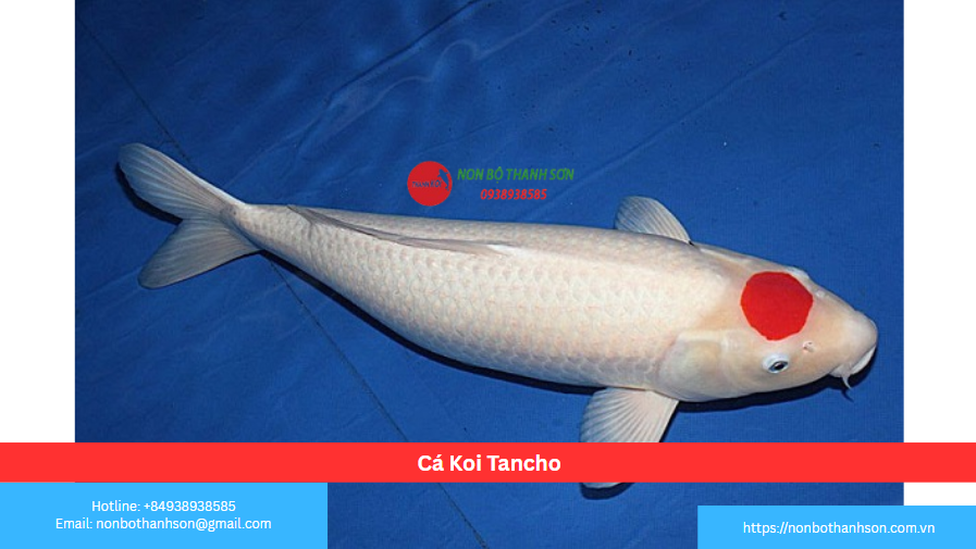 Cá Koi Tancho: "Quốc Kỳ Sống" – Biểu Tượng Tối Cao Của Nghệ Thuật Nishikigoi