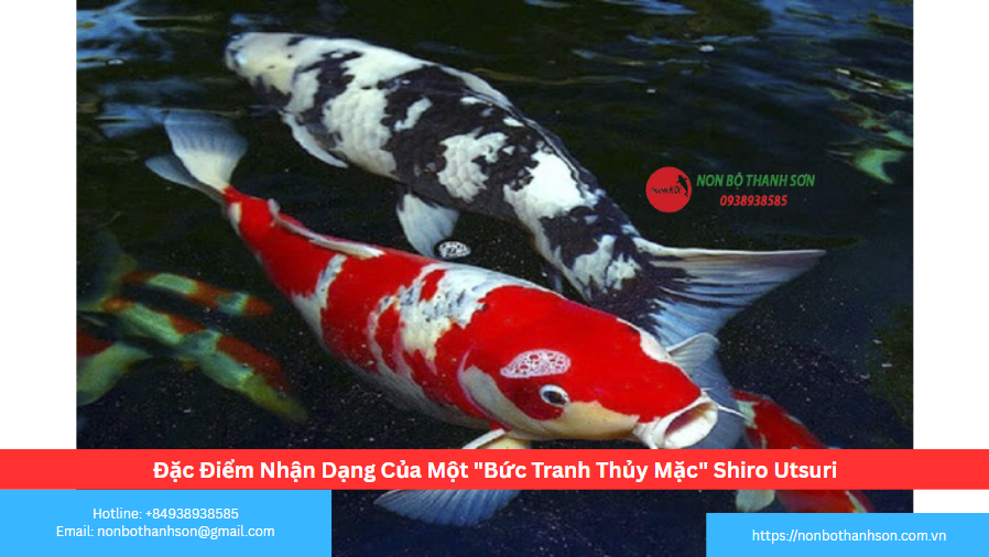 Đặc Điểm Nhận Dạng Của Một "Bức Tranh Thủy Mặc" Shiro Utsuri