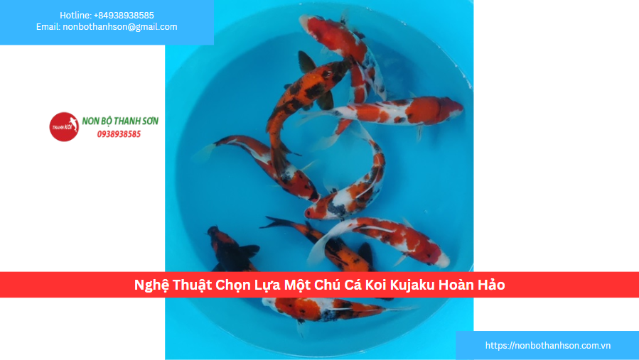 Nghệ Thuật Chọn Lựa Một Chú Cá Koi Kujaku Hoàn Hảo