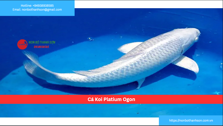Cá Koi Platinum Ogon: "Thỏi Bạc Di Động" Của Sự Tinh Khiết và Thịnh Vượng