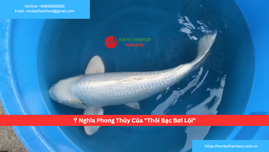 Ý Nghĩa Phong Thủy Của "Thỏi Bạc Bơi Lội"