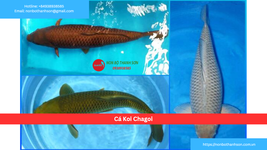 Cá Koi Chagoi: "Đại Ca" Thân Thiện Của Hồ Koi
