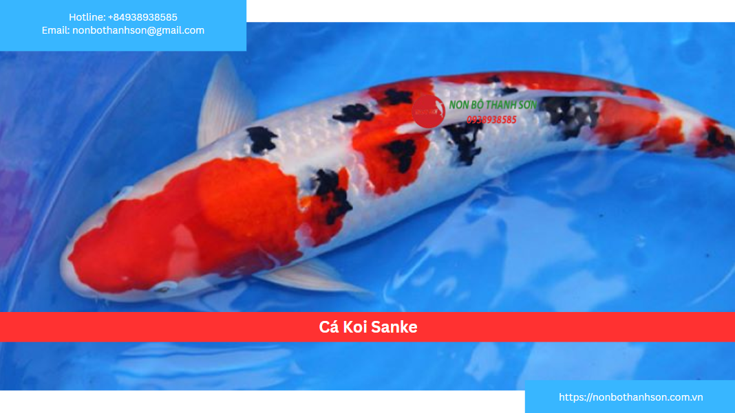 Cá Koi Taisho Sanke: Vẻ Đẹp "Tam Thể" Kinh Điển và Tinh Tế