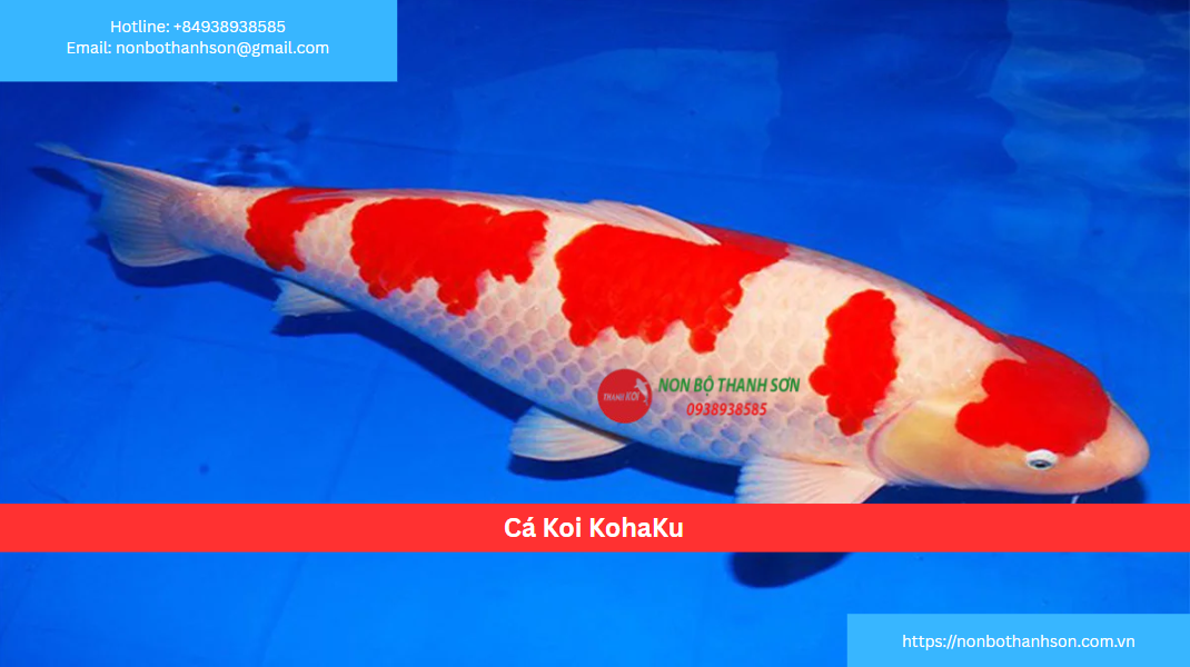 Cá Koi Kohaku: "Nhất Trắng Nhì Đỏ" – Nền Tảng Của Vẻ Đẹp Nishikigoi
